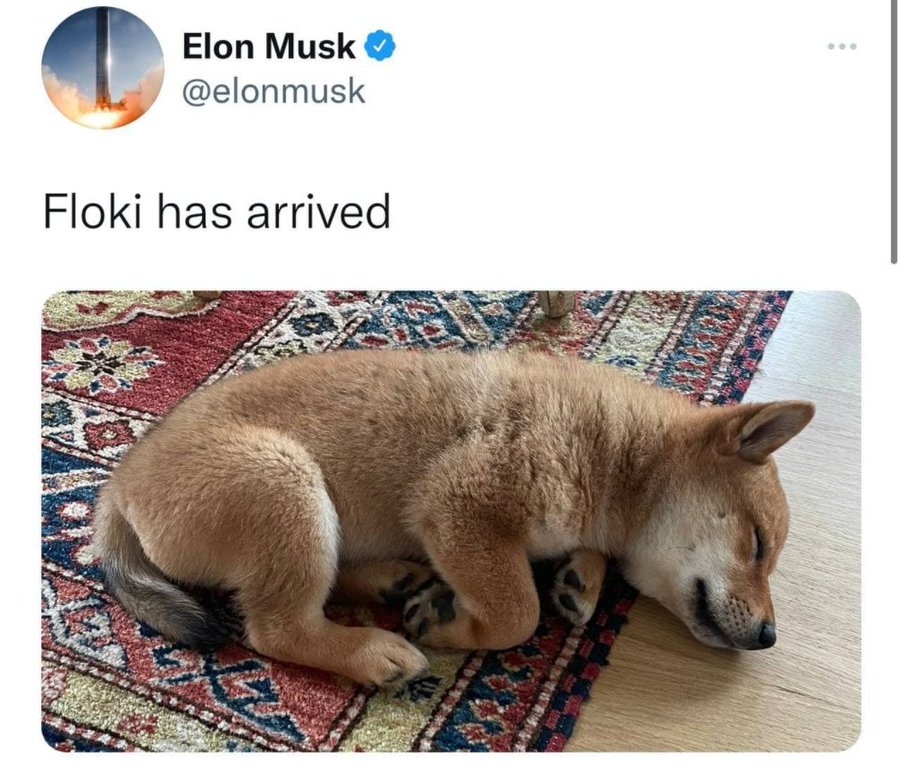 Floki has arrived