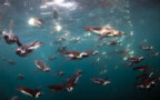 Underwater photo of a group of about 50 swimming penguins