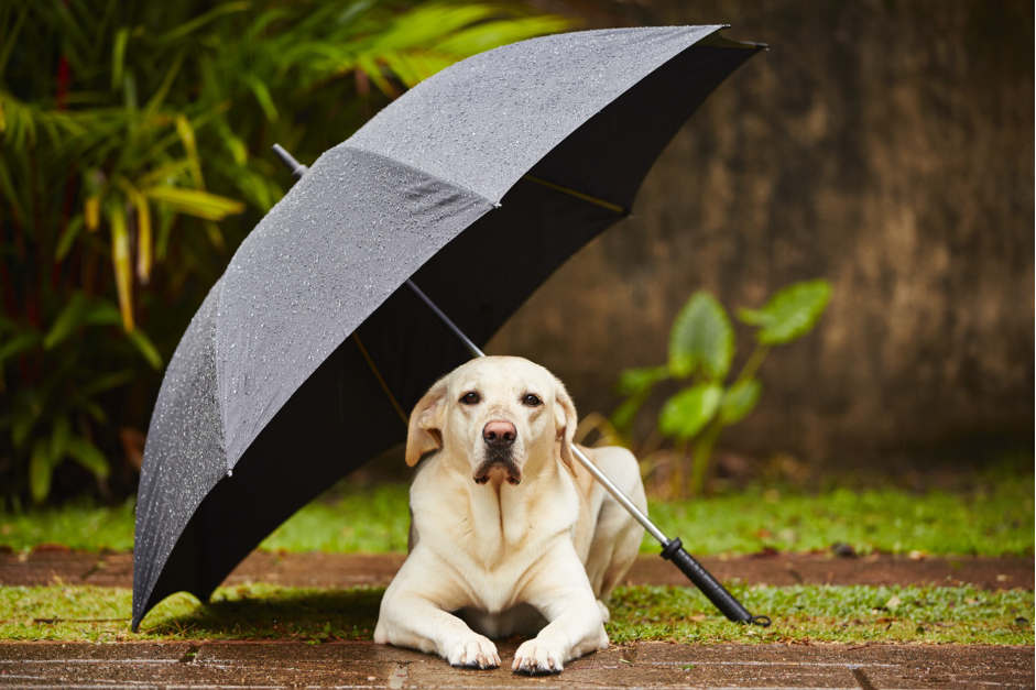 Image of a dog laying under an umbrella as an example of what can be searched in this solution