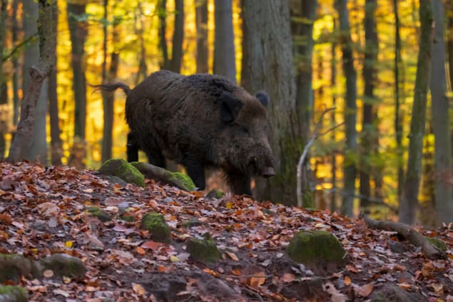 A wild boar in a forest