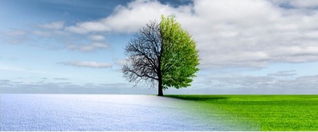نمای درخت زمستان و تابستان