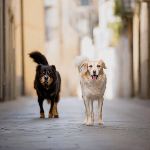 2 koiraa kävelee kadulla