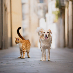 kissa ja koira kävelemässä kadulla