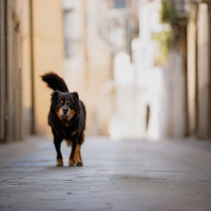 یک سگ در حال راه رفتن در خیابان