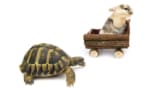 A tortoise catching up with a hare riding in a trolley