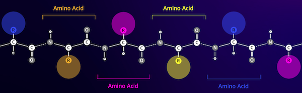 A estrutura de uma cadeia de aminoácidos