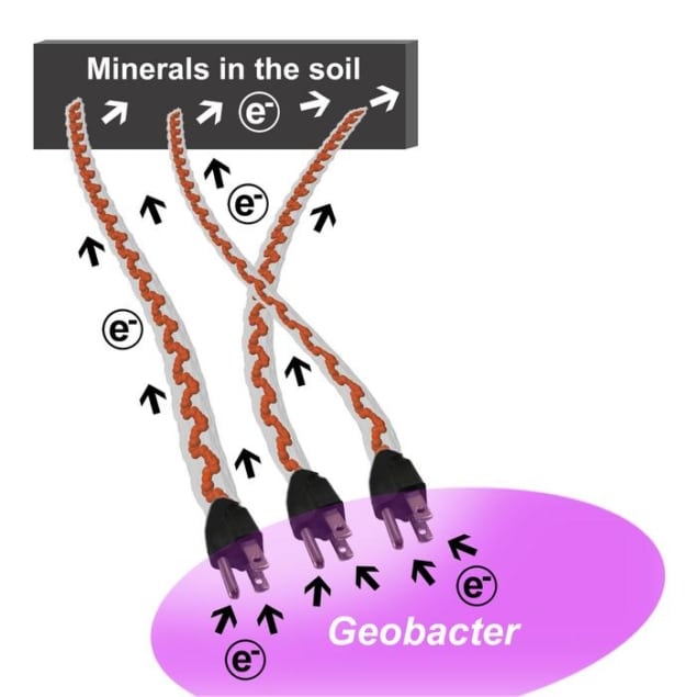 תרשים המראה את Geobacter (מיוצג על ידי עיגול ורוד) המחובר למינרלים באדמה באמצעות כבלים חשמליים העשויים מחלבונים