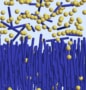 黄色の球状粒子が紫青色の棒状粒子の森の上に浮かぶ二相平衡のスケッチ