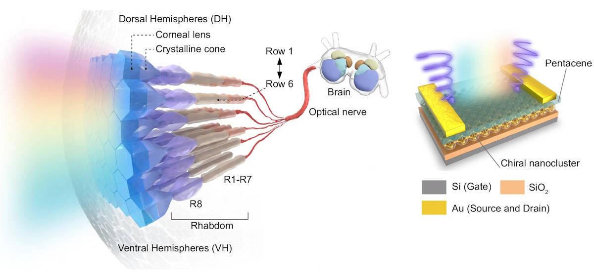Mantis-katkaravun visuaalinen järjestelmä ja keinotekoinen nanoklusterin fotoreseptori